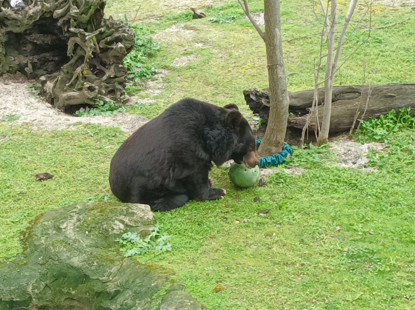 Asian black bear with enritchment