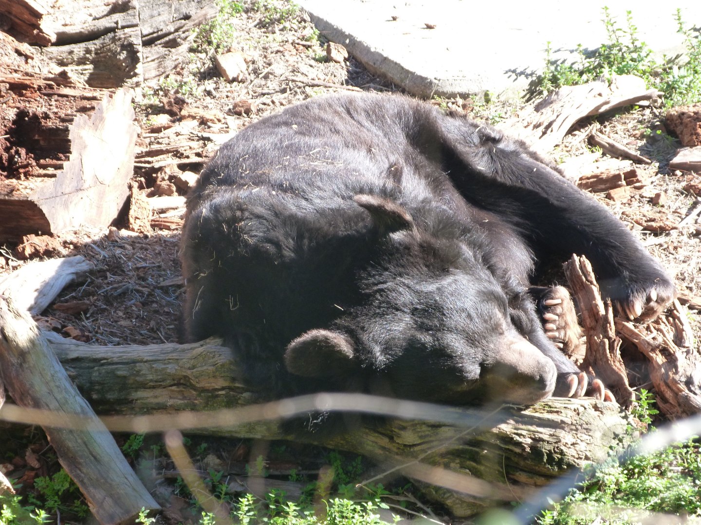 Asian black bear -Zoo Aquarium de Madrid (2025)