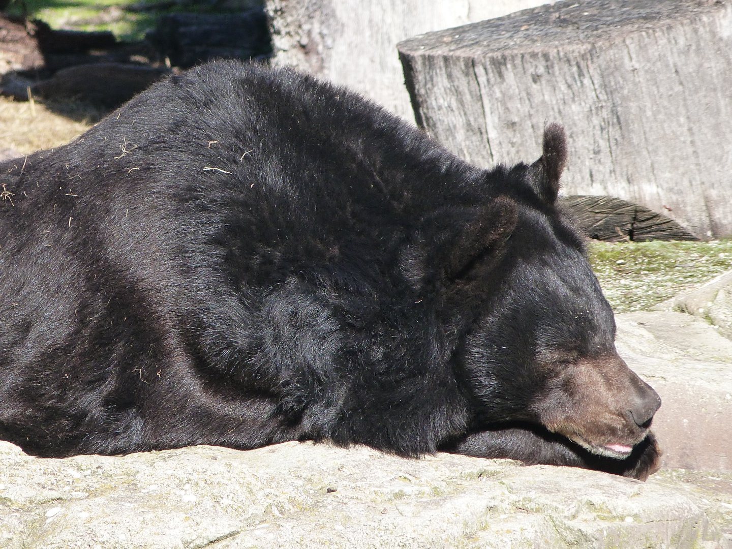 Asian black bear -Zoo Aquarium de Madrid (2025)