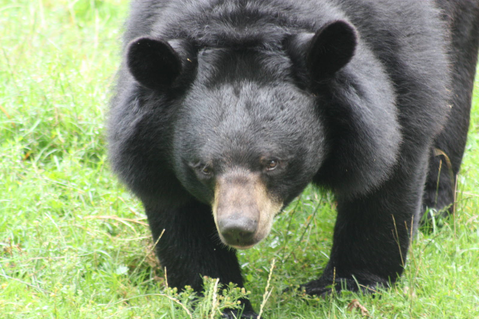 Asian Black Bear
