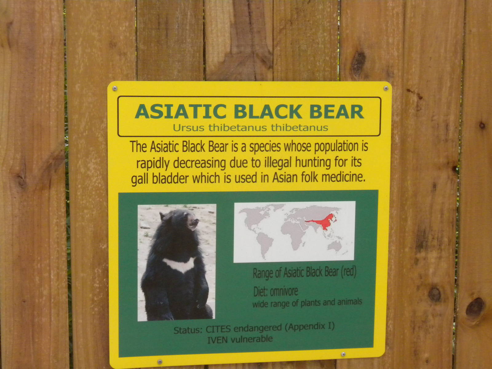 Asian Black Bear
