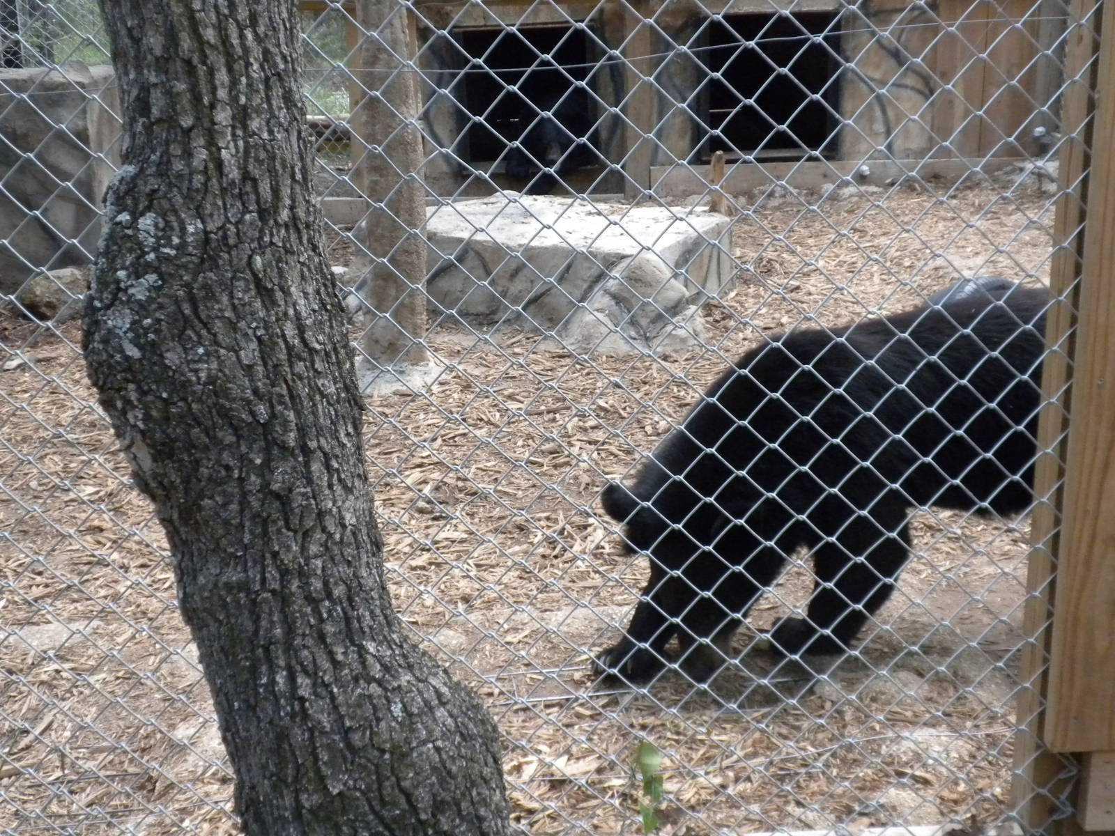 Asian Black Bear