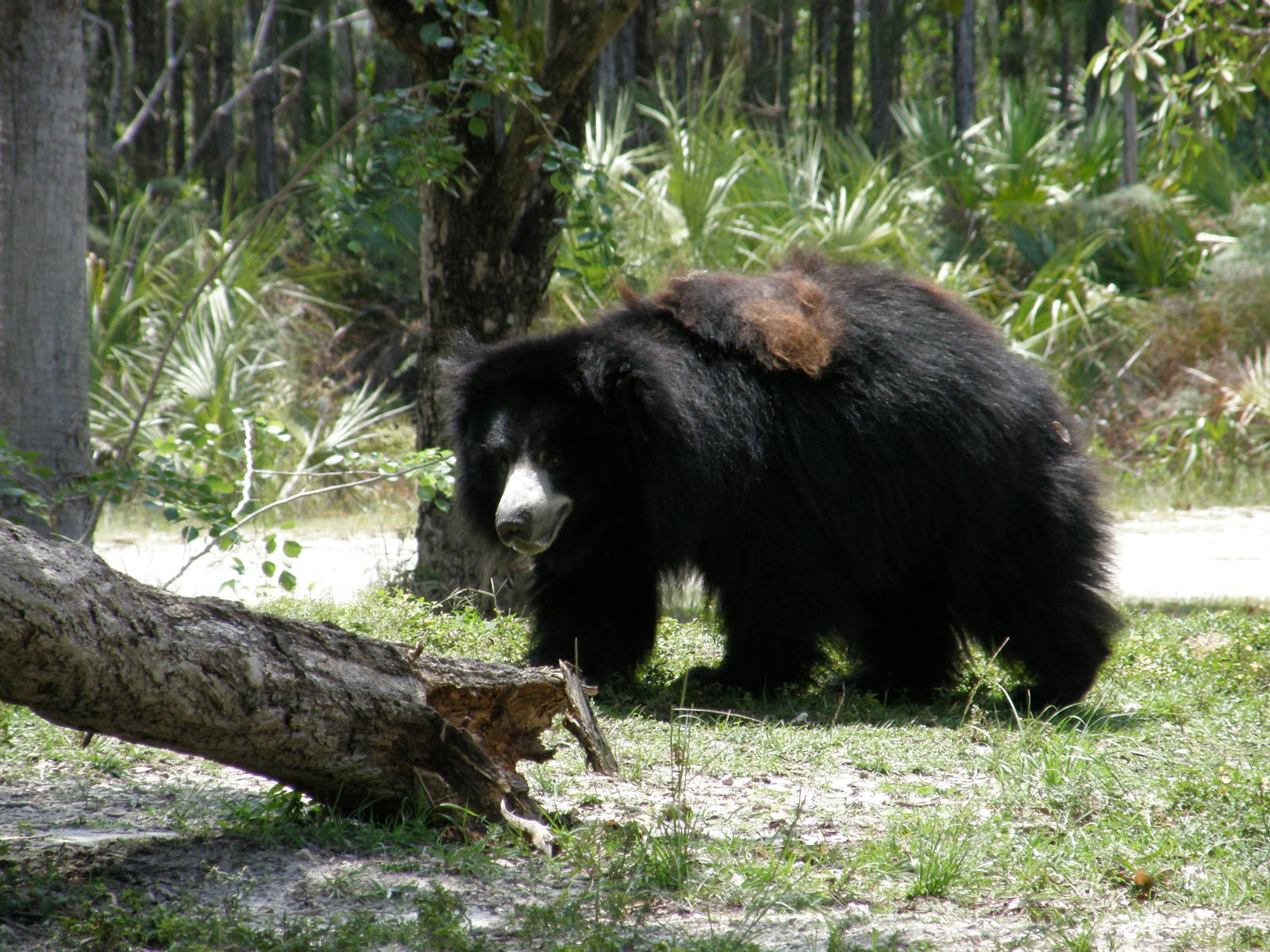 asian black bear