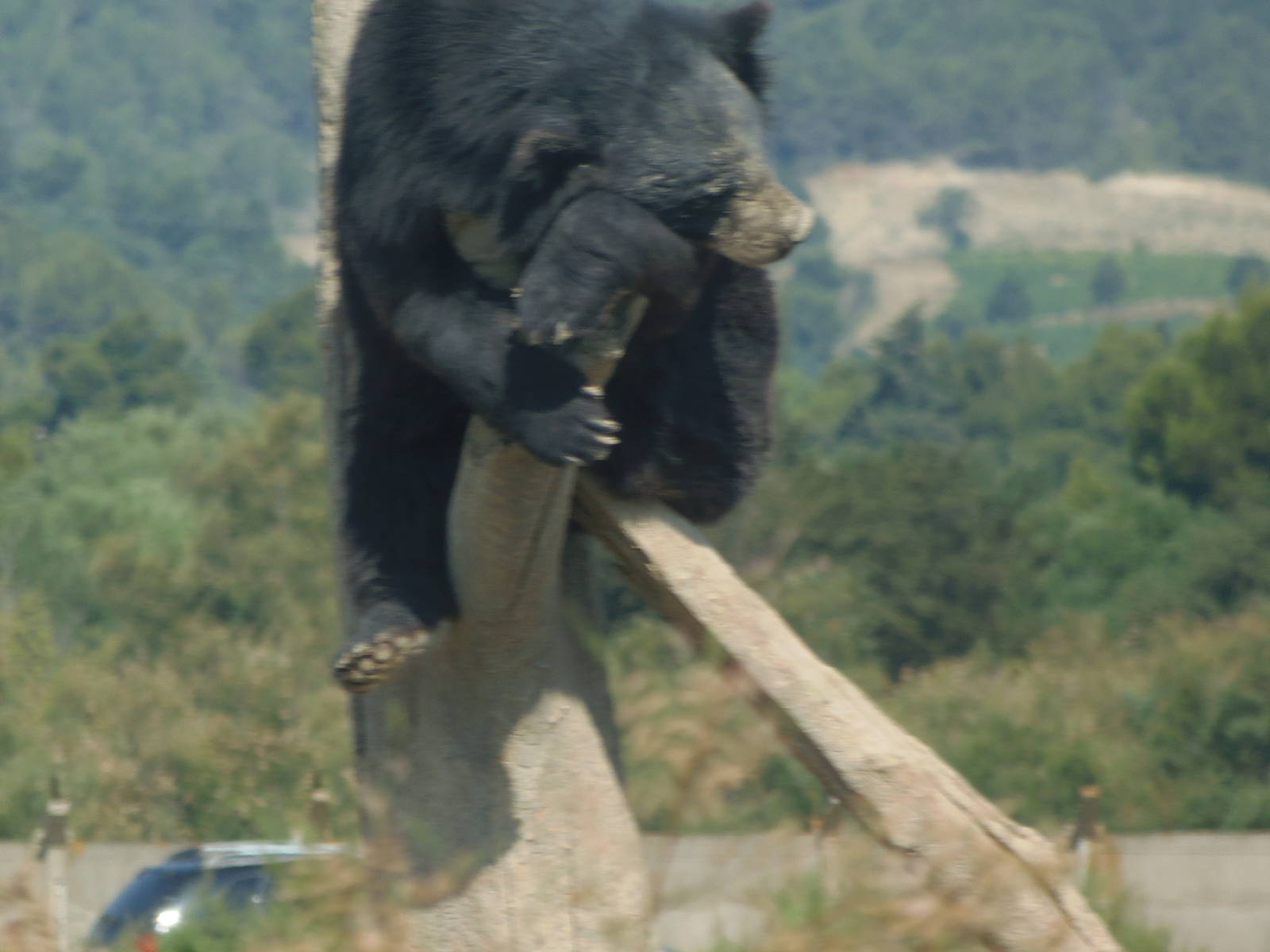 asian black bear