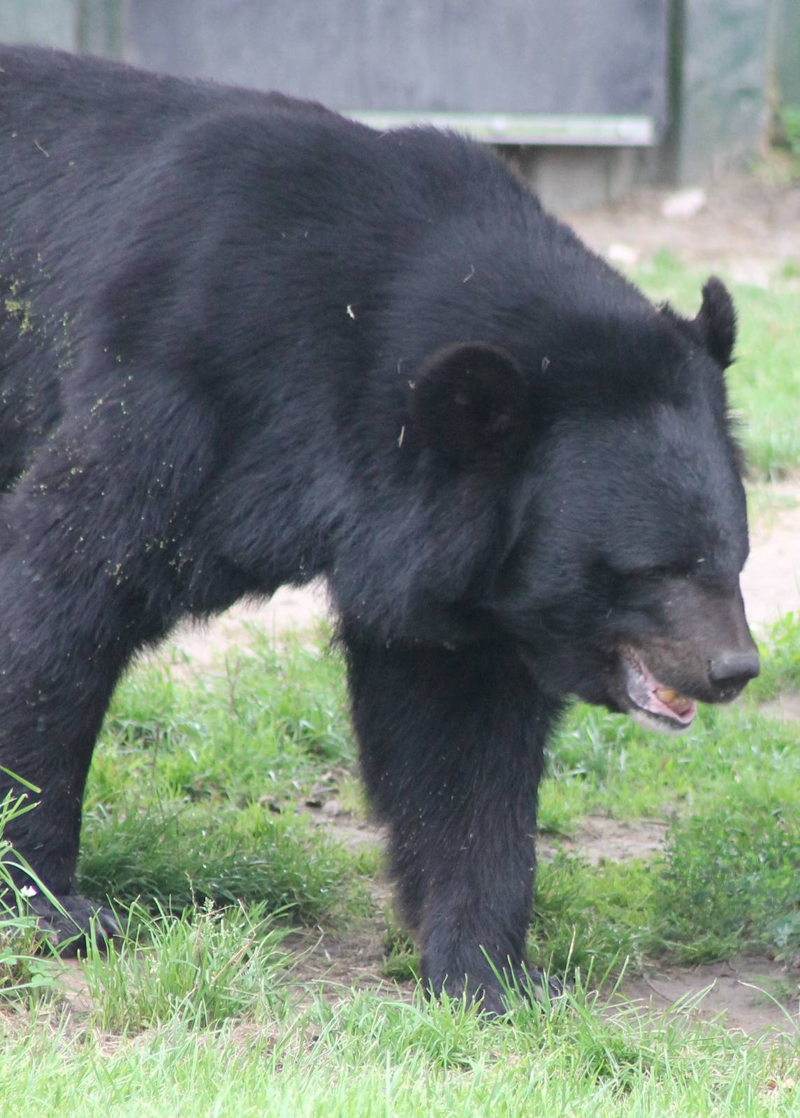 Asian black bear