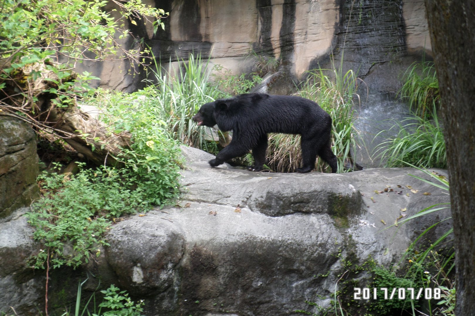 Asian black bear
