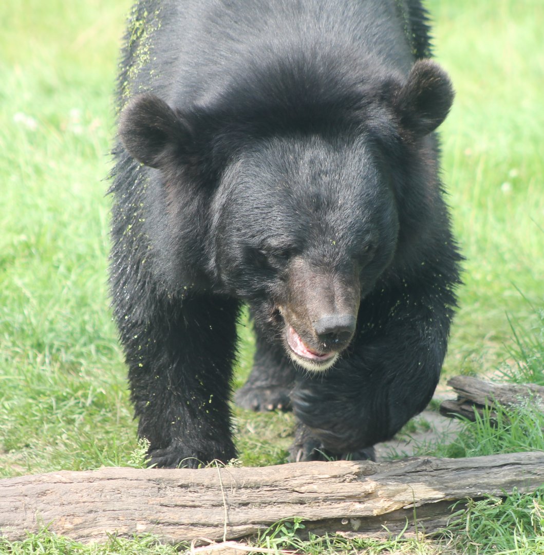Asian black bear