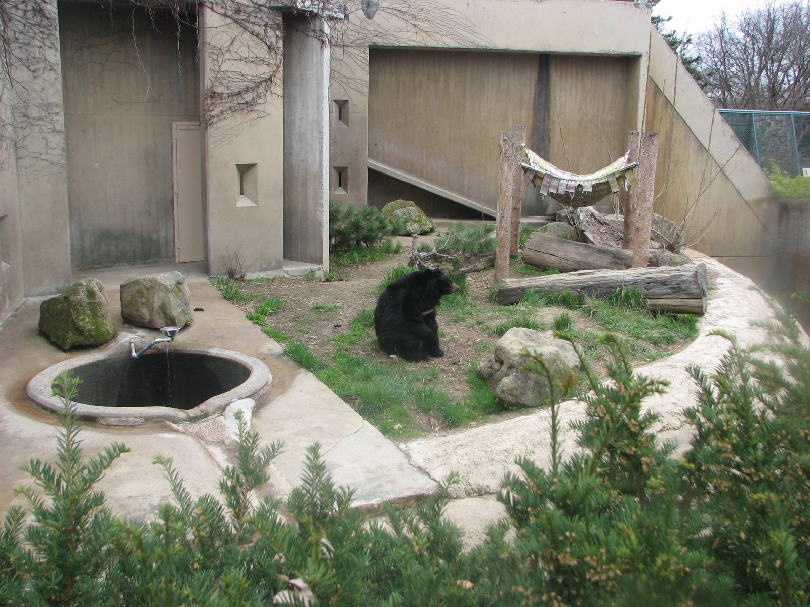 Asian Black Bear