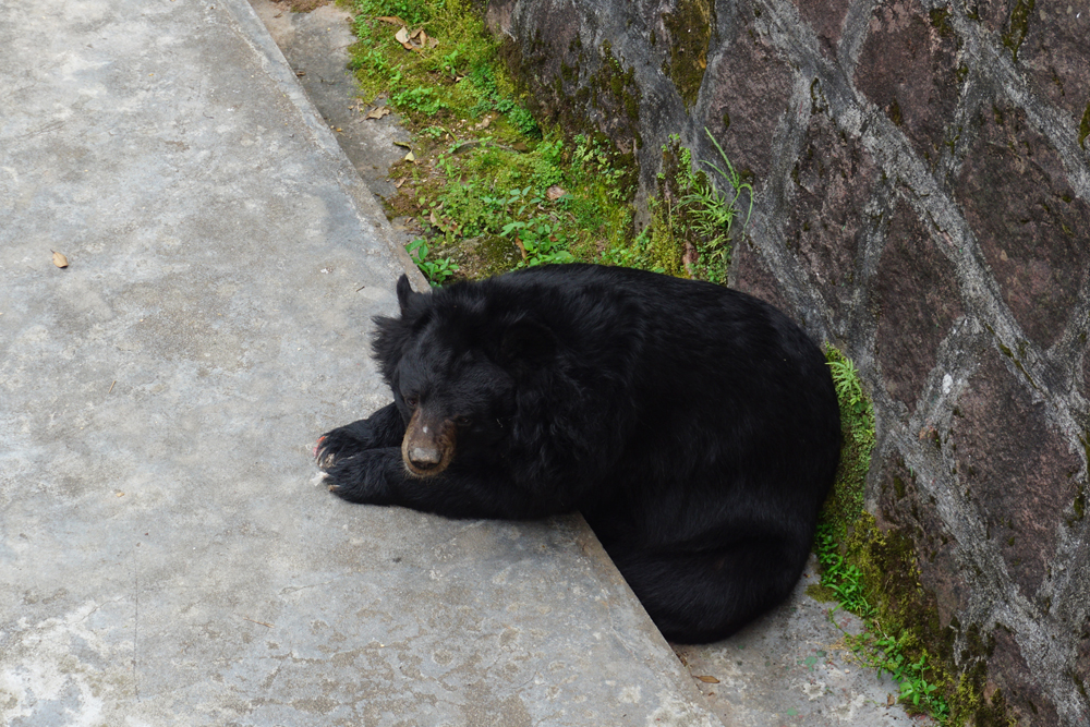Asian black bear