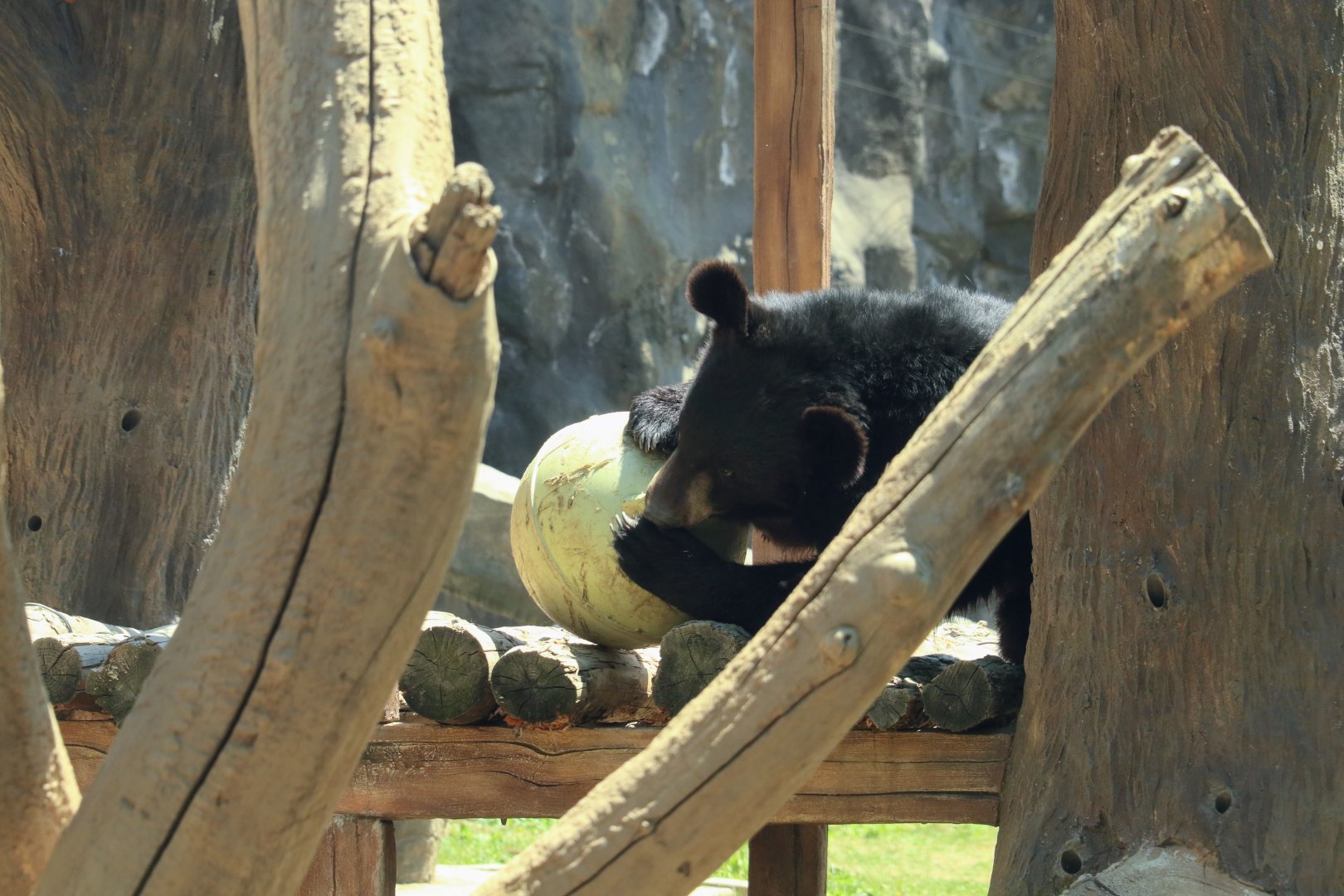 Asian Black Bear