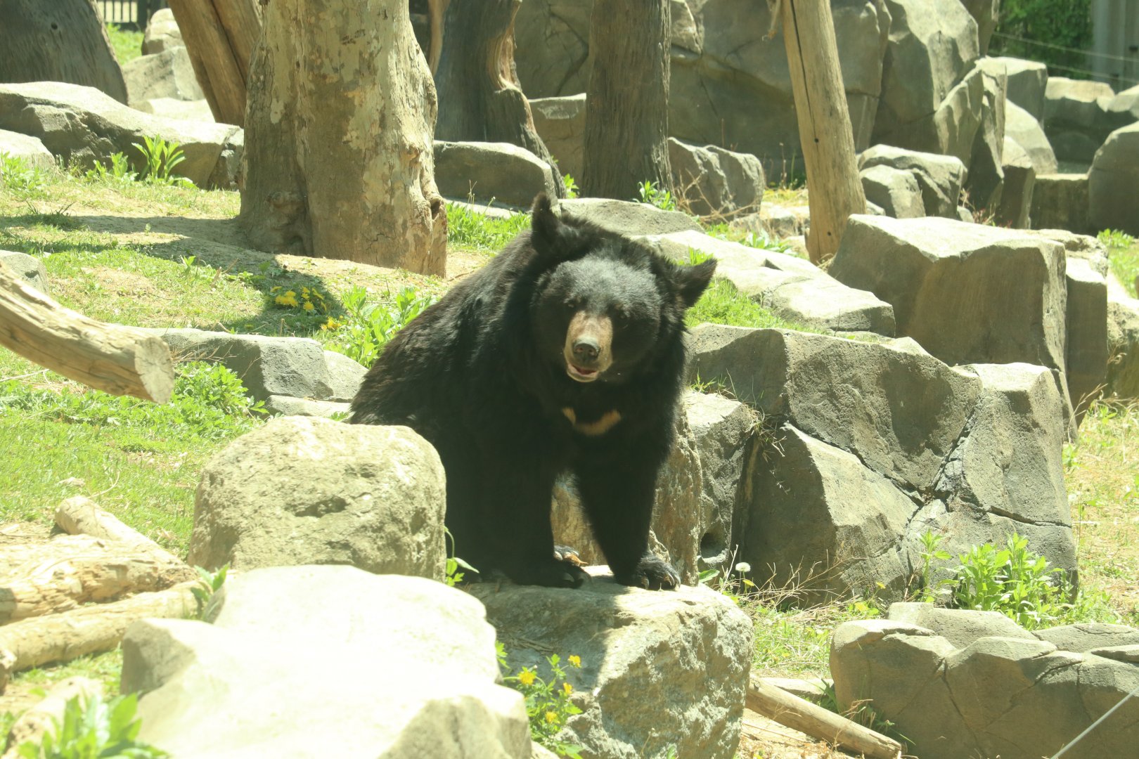 Asian Black Bear