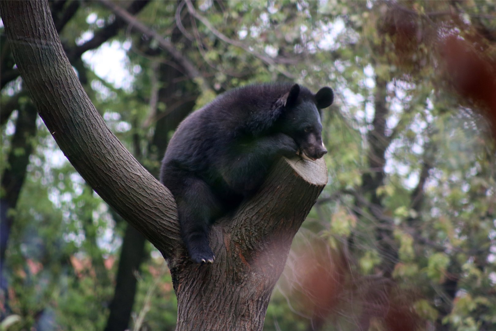 Asian Black Bear