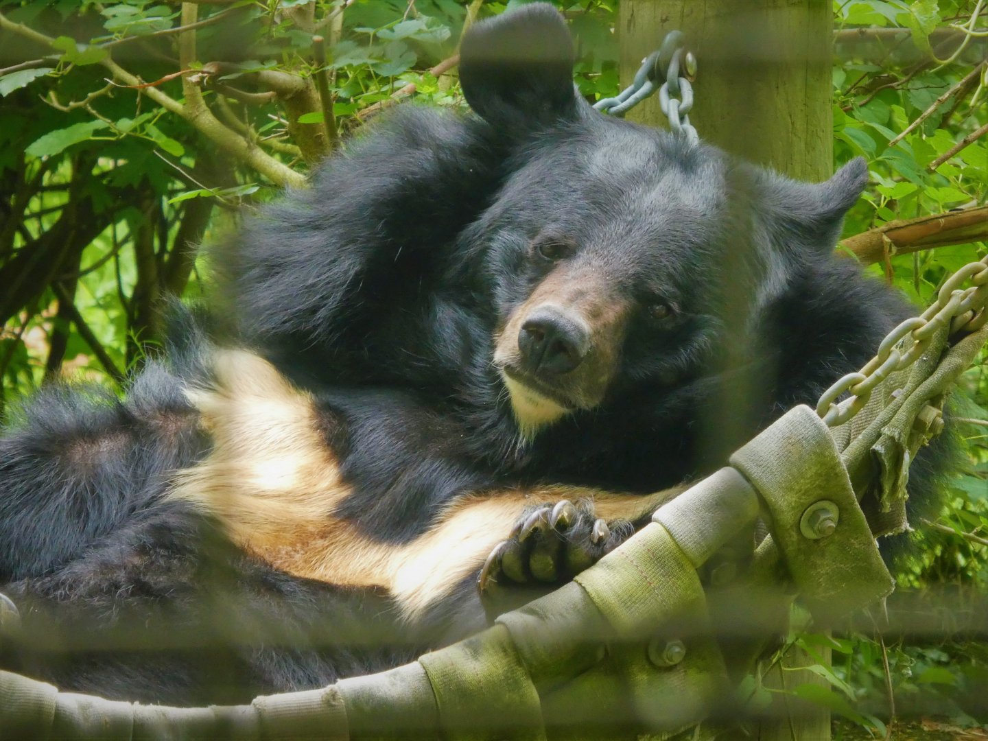 Asian Black Bear