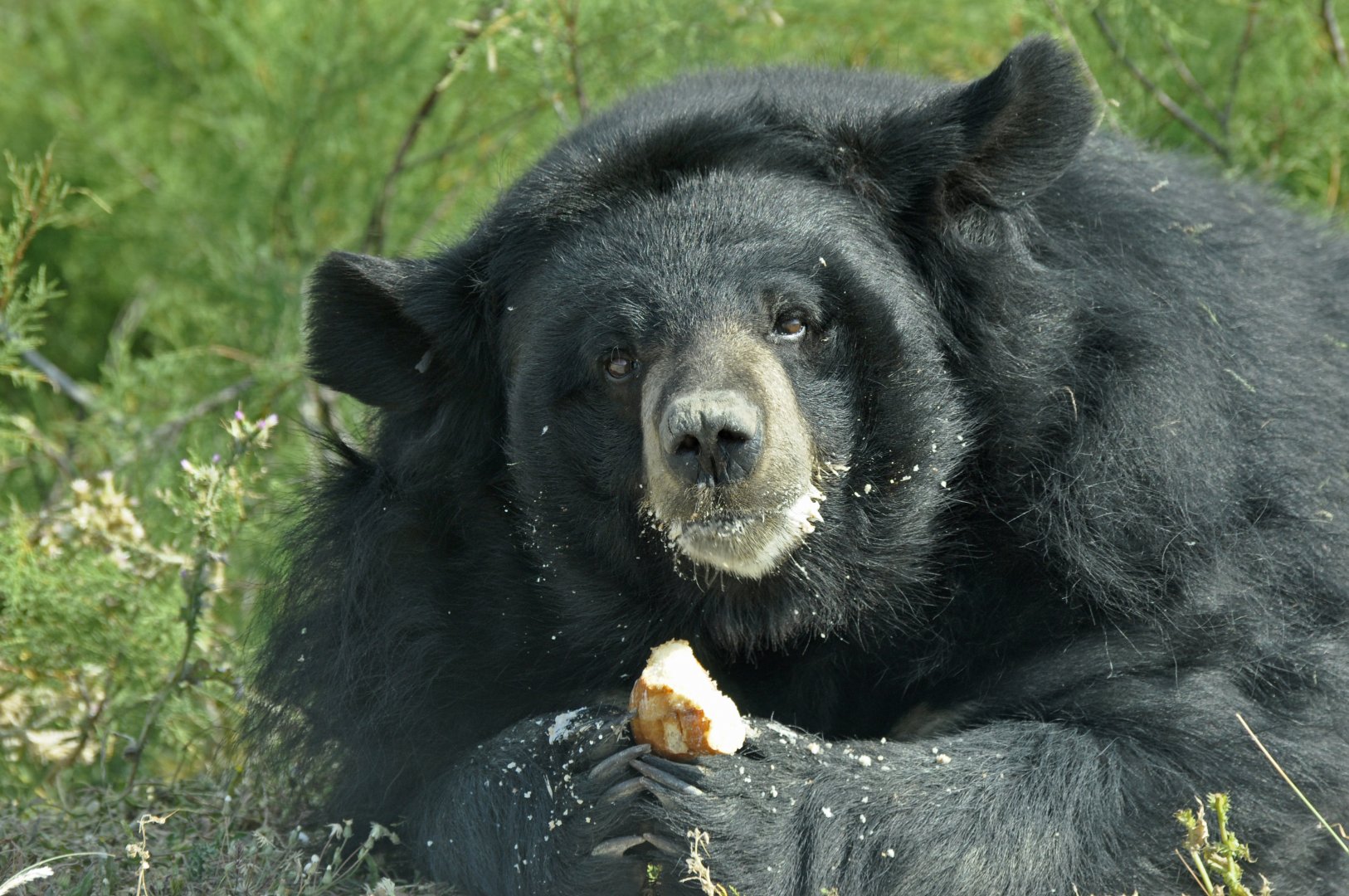 Asian black bear