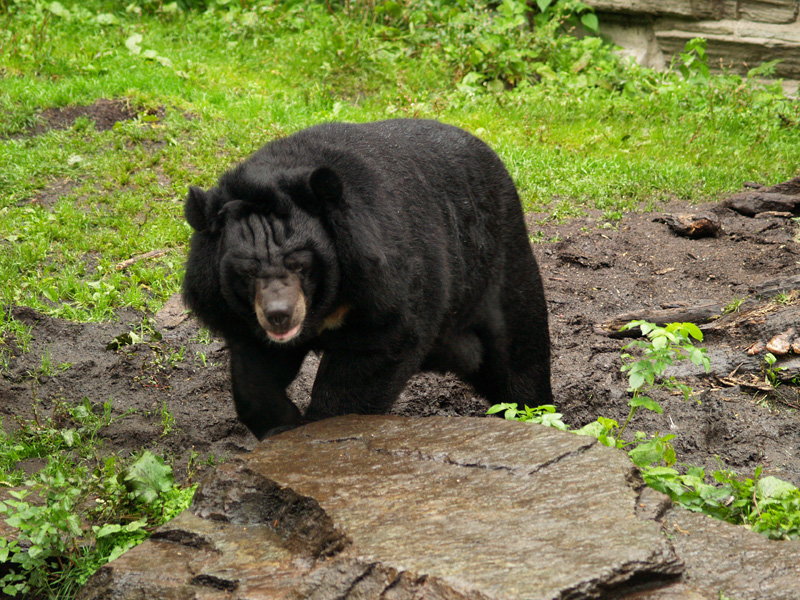 Asian black bear