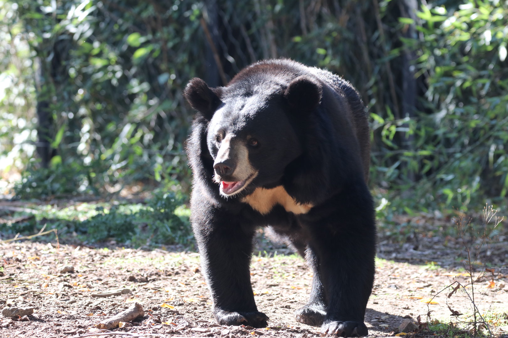 Asian black bear