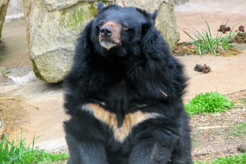 Asian Black Bear