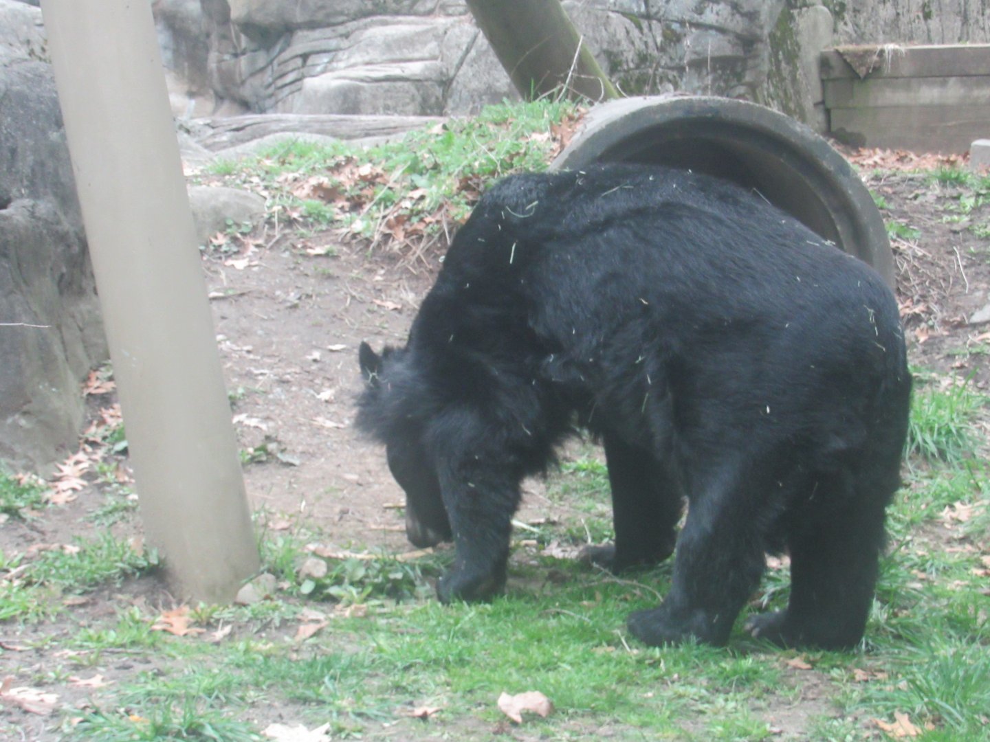 Asian black bear