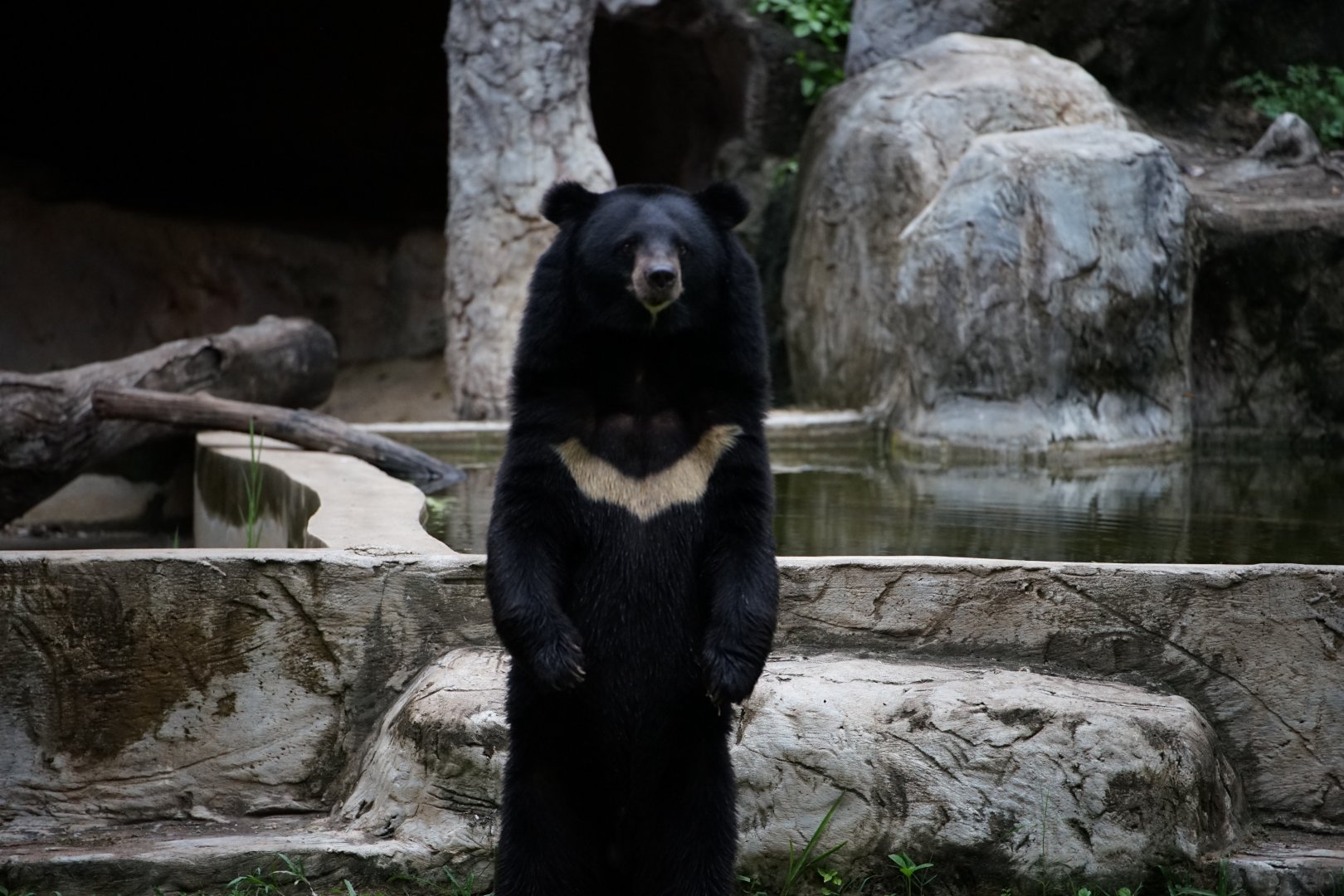 Asian Black Bear