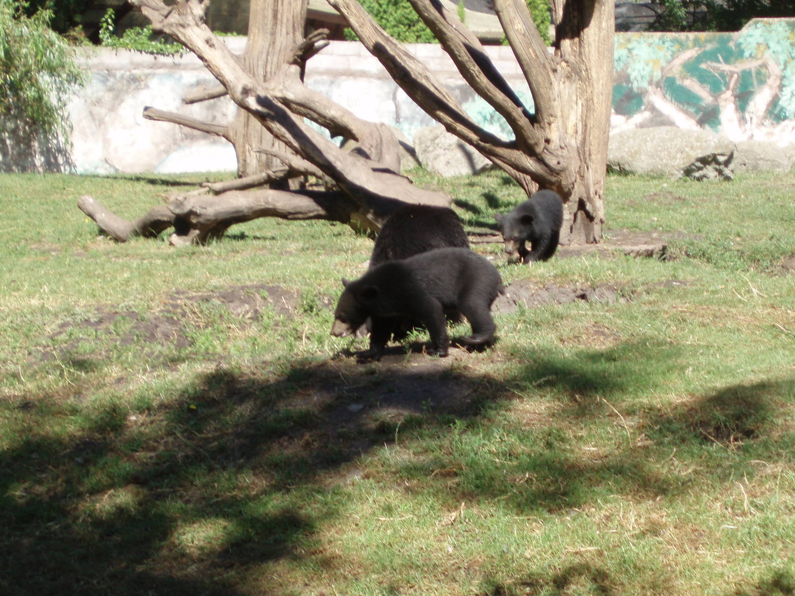 Asian Black Bears , Olands Animal Park