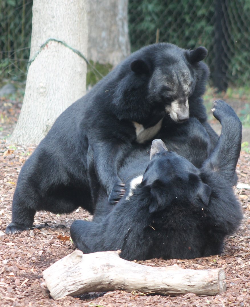 Asian black bears