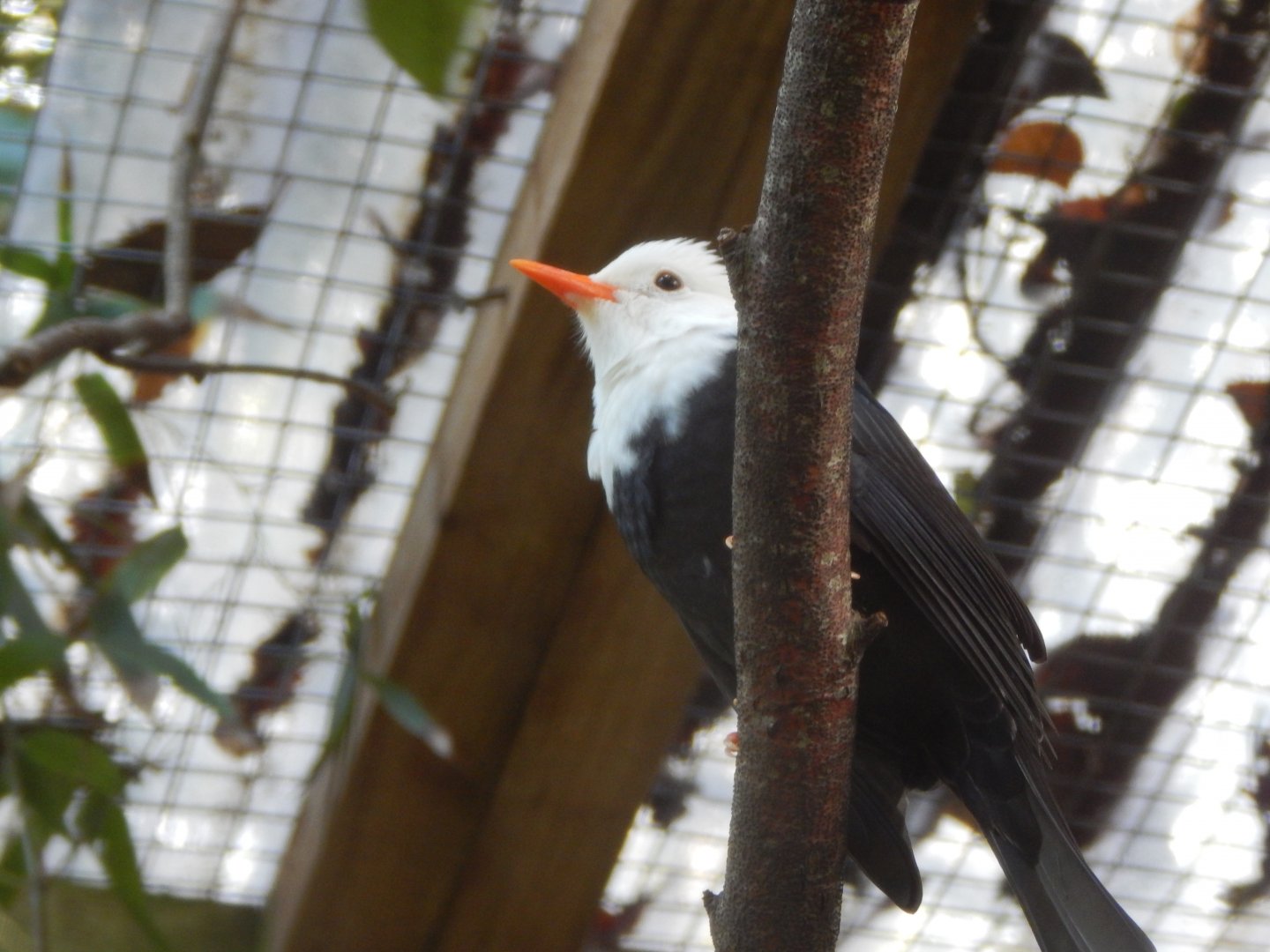 Asian black bulbul 021120