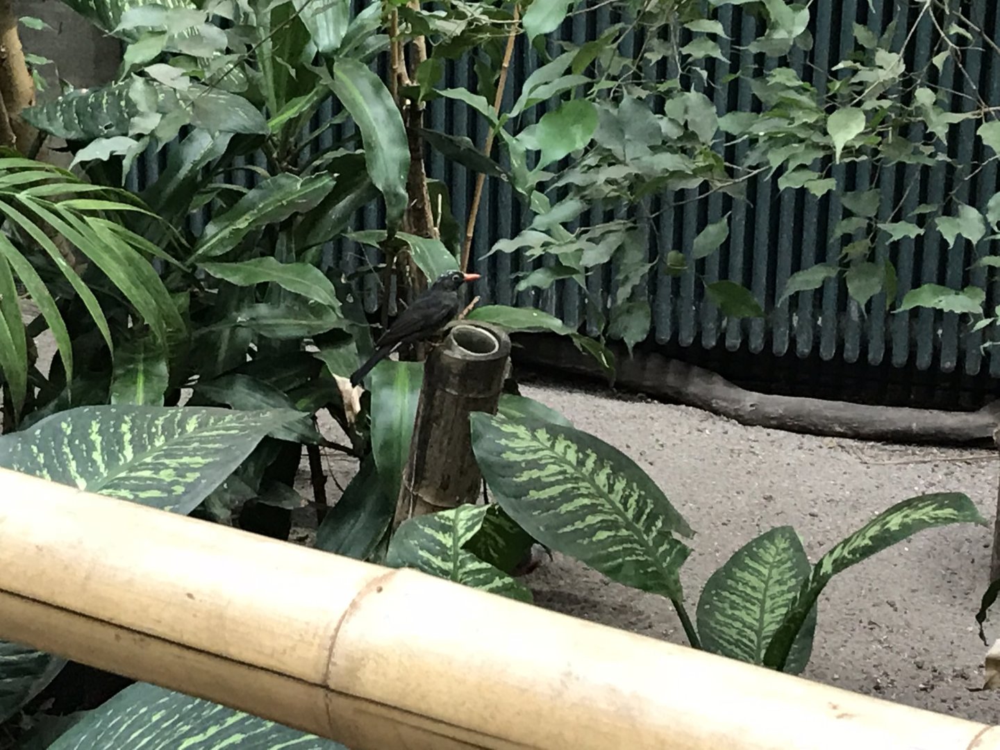 Asian black bulbul 280118