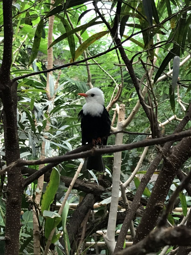 Asian black bulbul 280118
