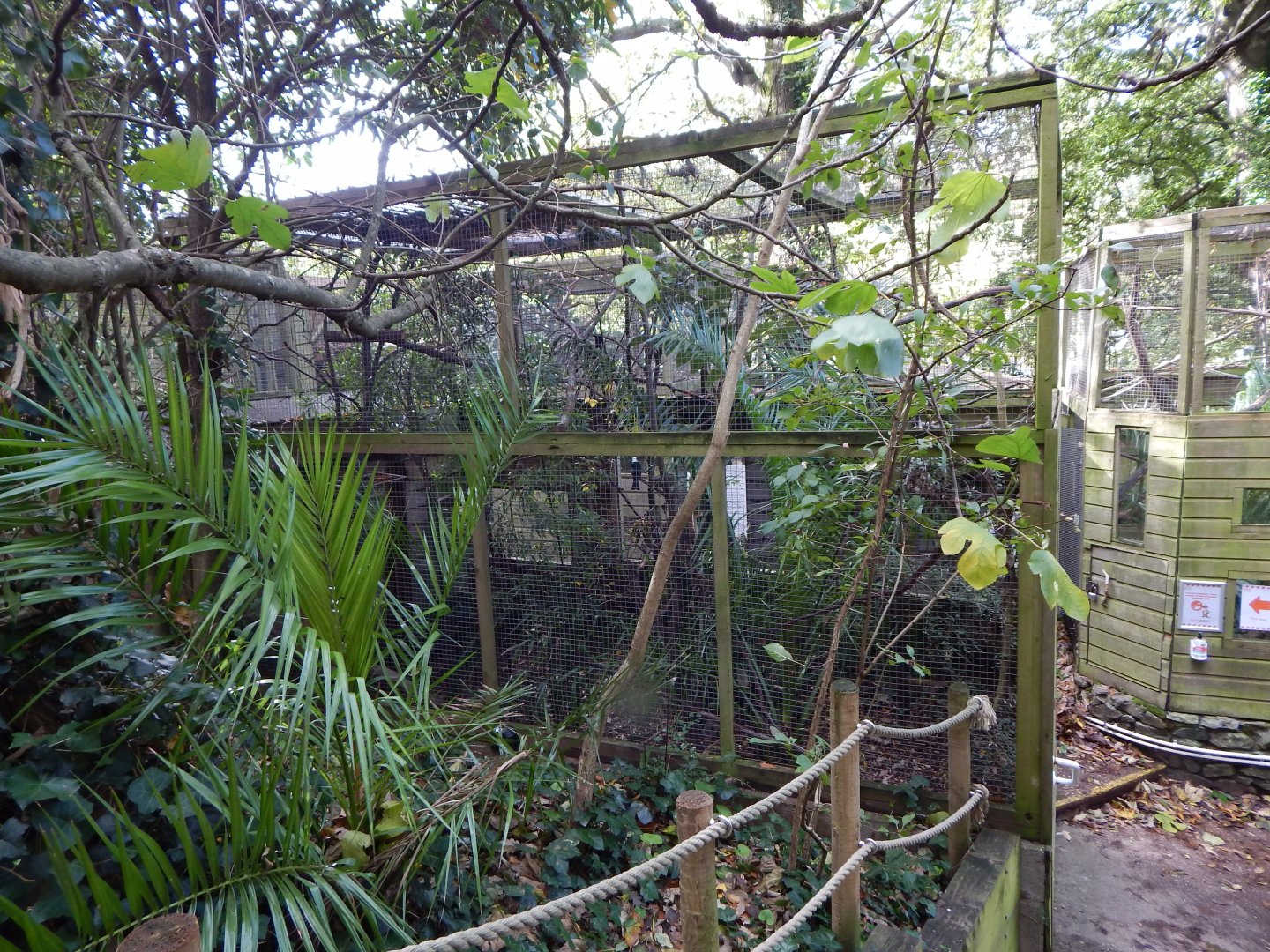 Asian black bulbul aviary 021120