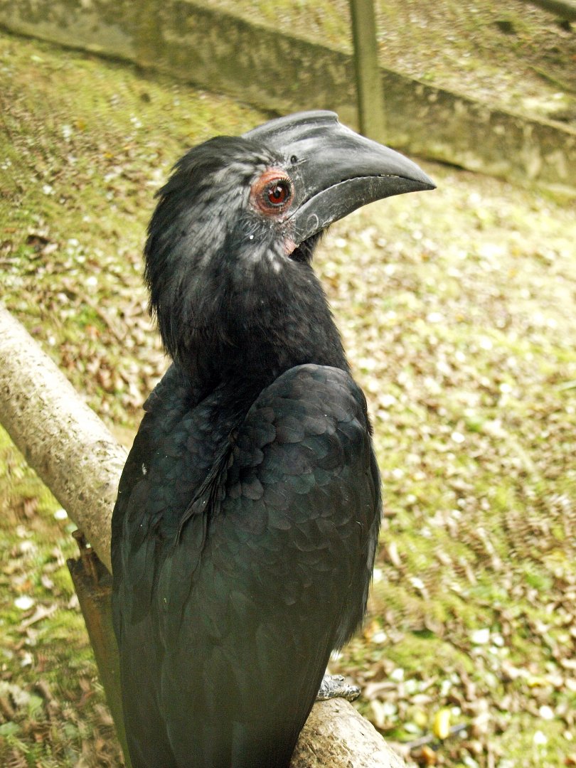 Asian Black hornbill