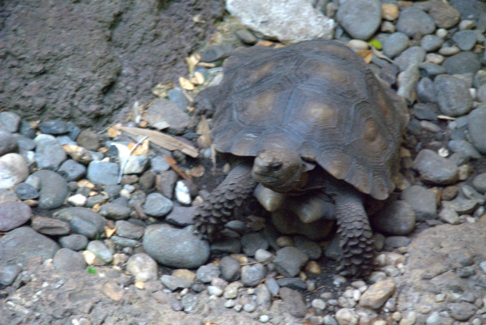Asian Black Mountain Tortoise