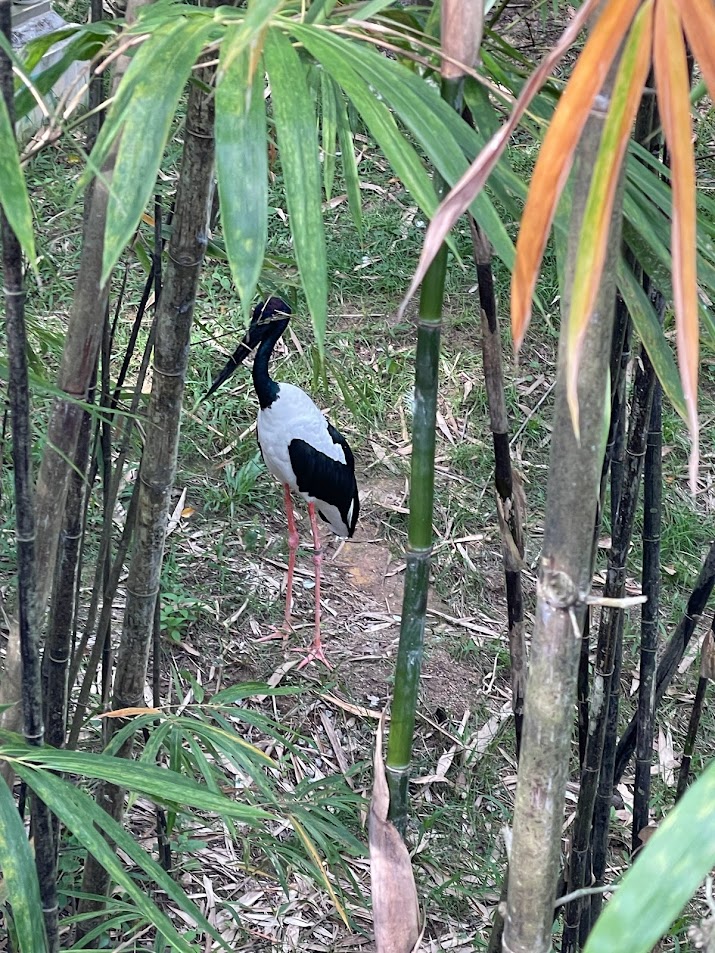 Asian Black-necked Stork (Ephippiorhynchus asiaticus asiaticus)