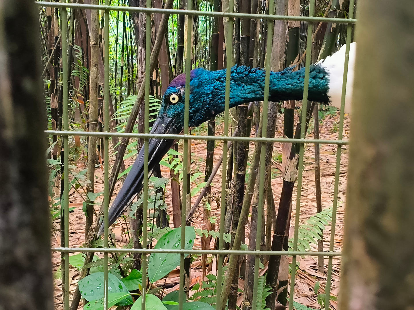 Asian Black-Necked Stork (Ephippiorhynchus asiaticus asiaticus)