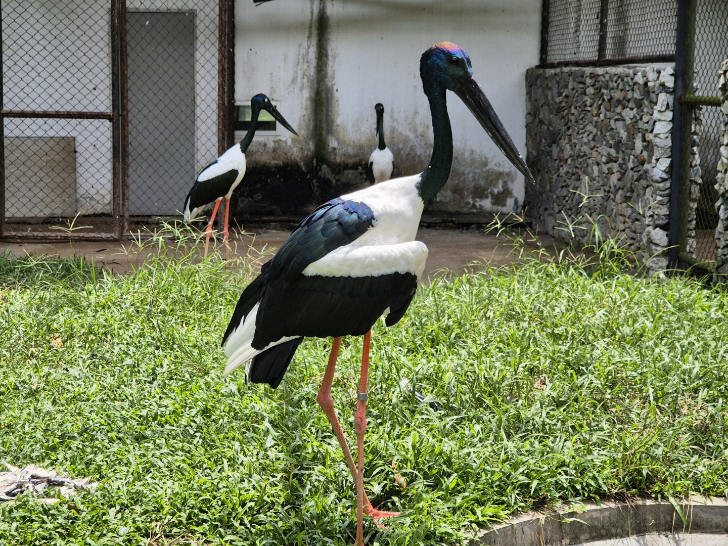 Asian Black-necked Stork