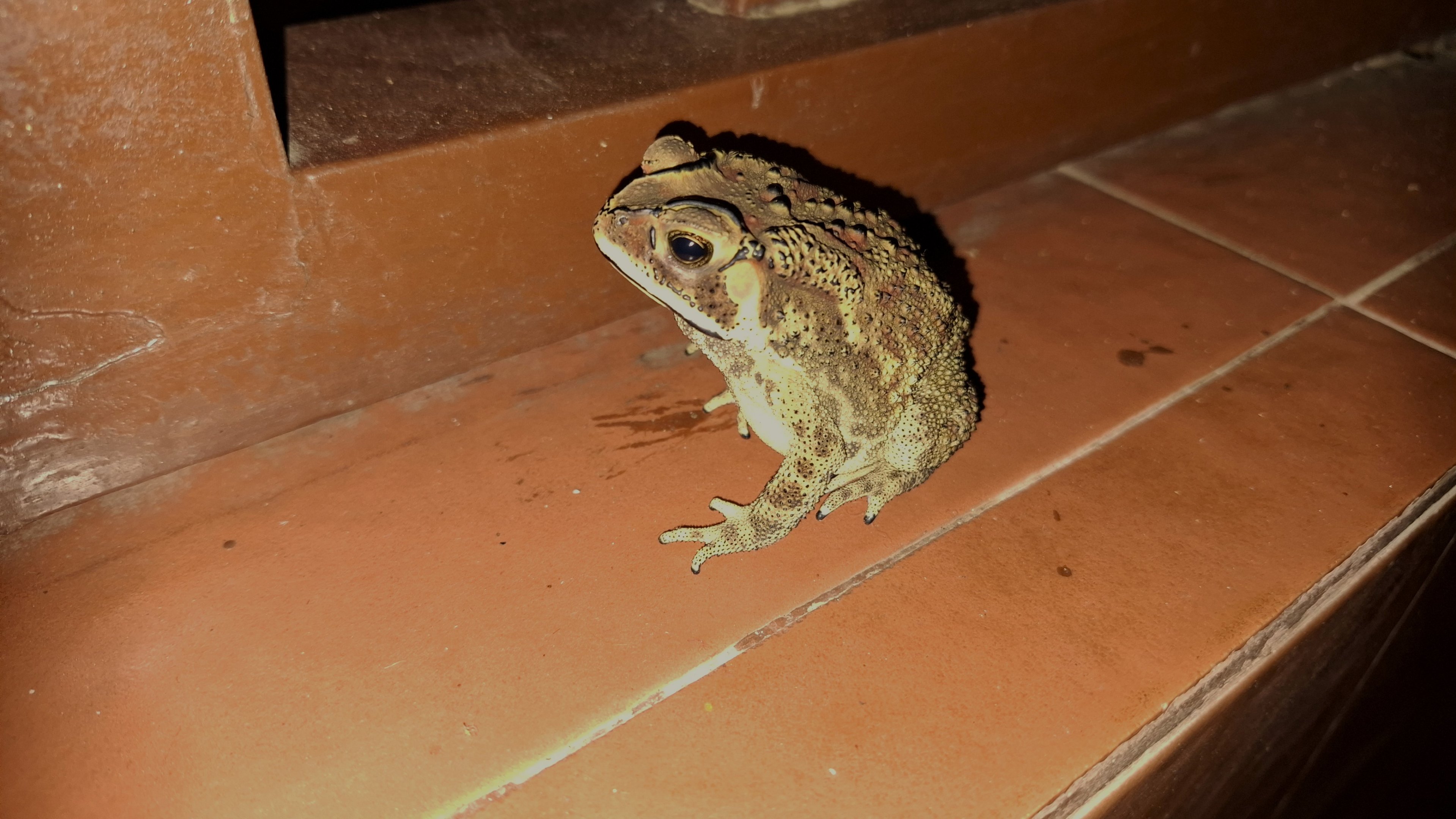 Asian Black-spined Toad comes to Dinner, Kabini River Lodge, 19th November 2024