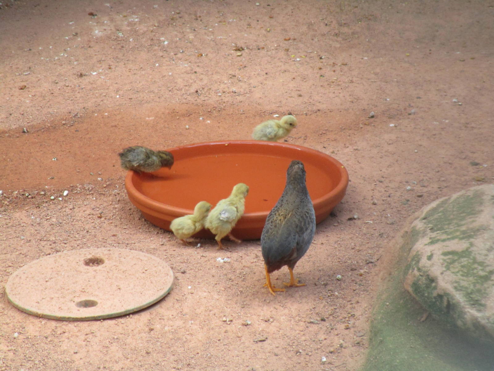Asian Blue Quail - 3/7/15
