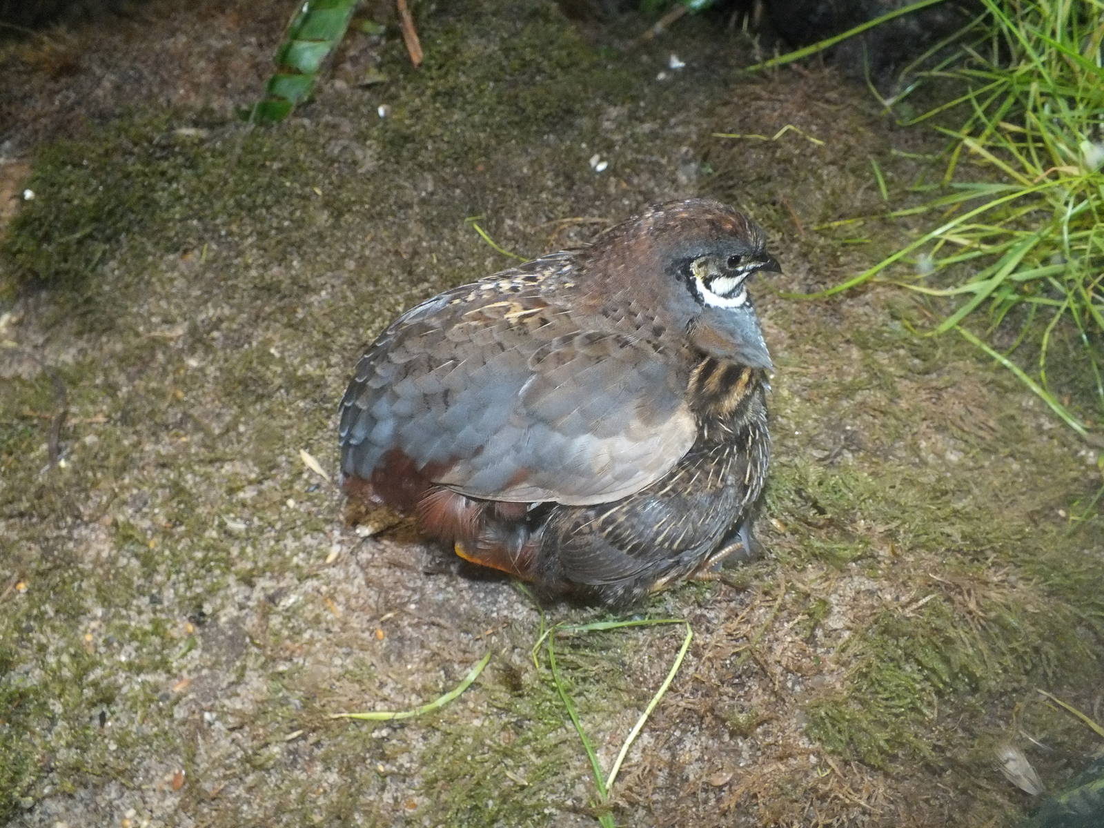 Asian Blue Quail (Coturnix chinensis) at Zoo Leipzig - April 7th 2014