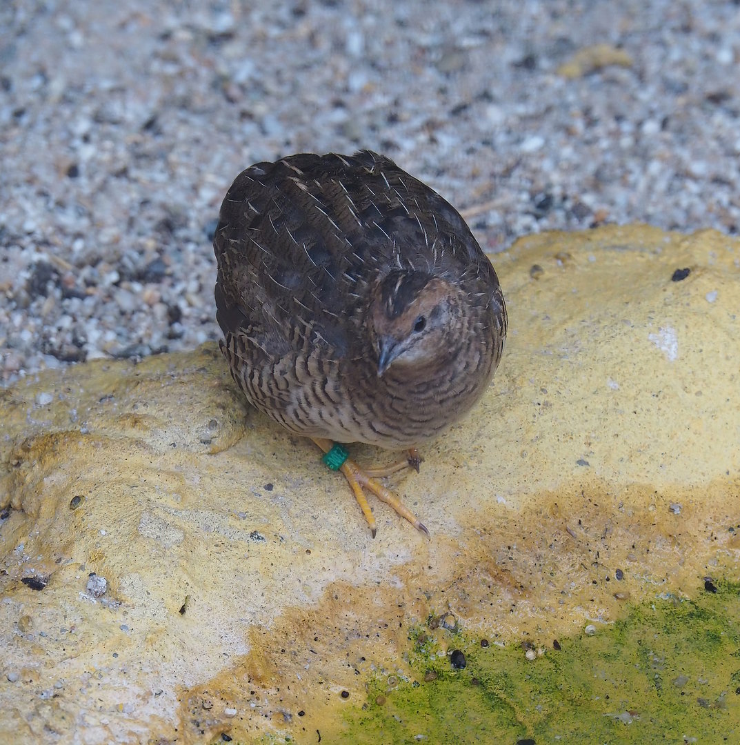 Asian blue quail (Synoicus chinensis), 2022-08-28