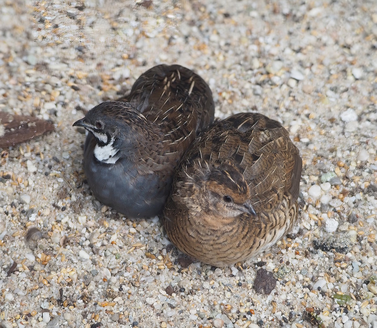 Asian blue quail (Synoicus chinensis) pair, 2022-08-28