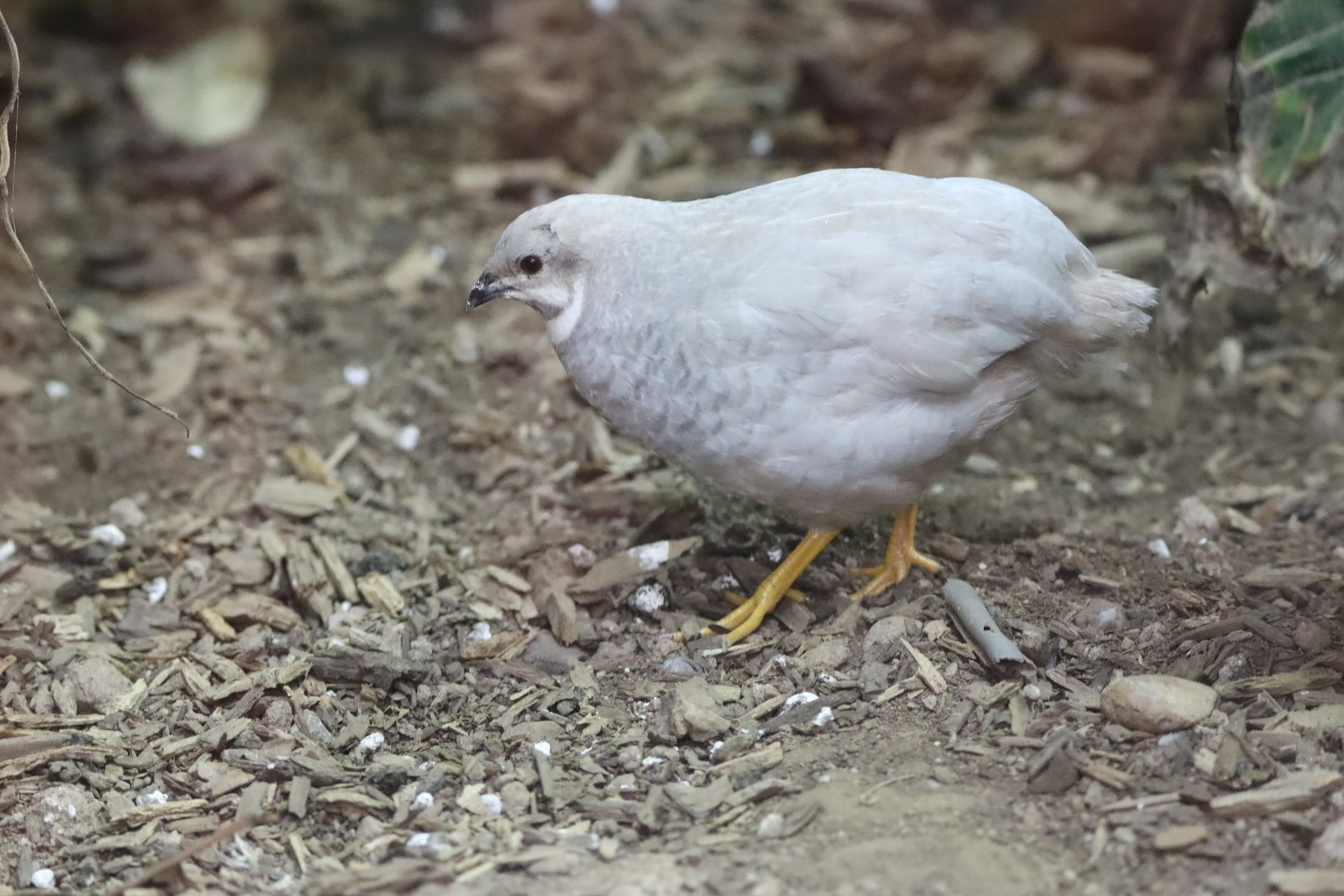 Asian Blue Quail