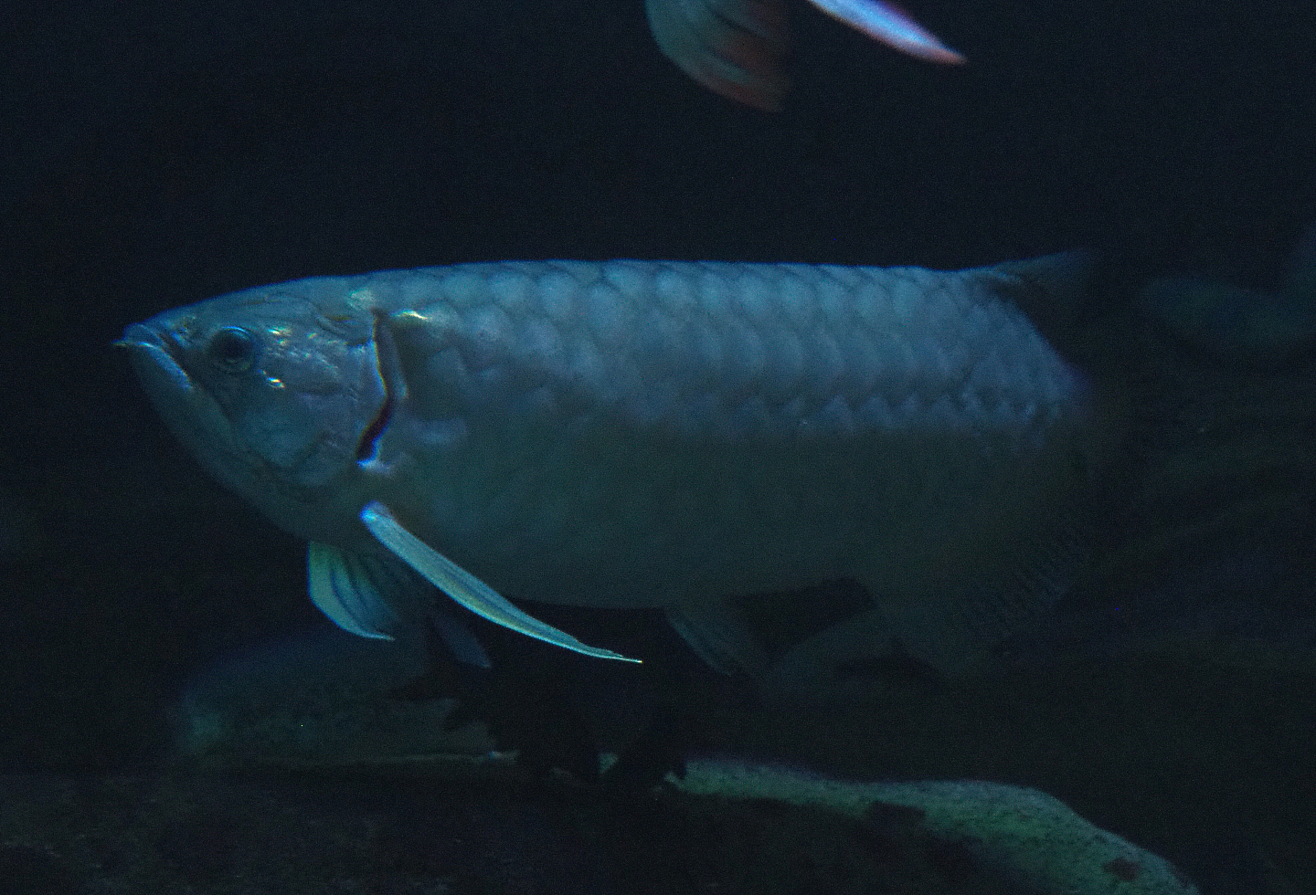 Asian bonytongue or Asian arowana (Scleropages formosus), 2019-12-30