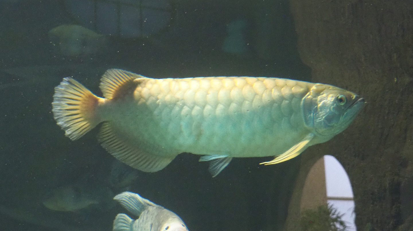 Asian bonytongue or Asian arowana (Scleropages formosus), 2021-06-12