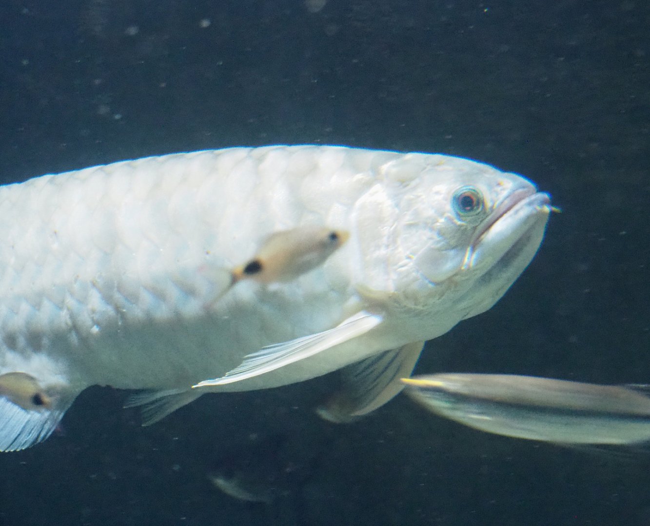 Asian bonytongue (Scleropages formosus), 2022-05-26