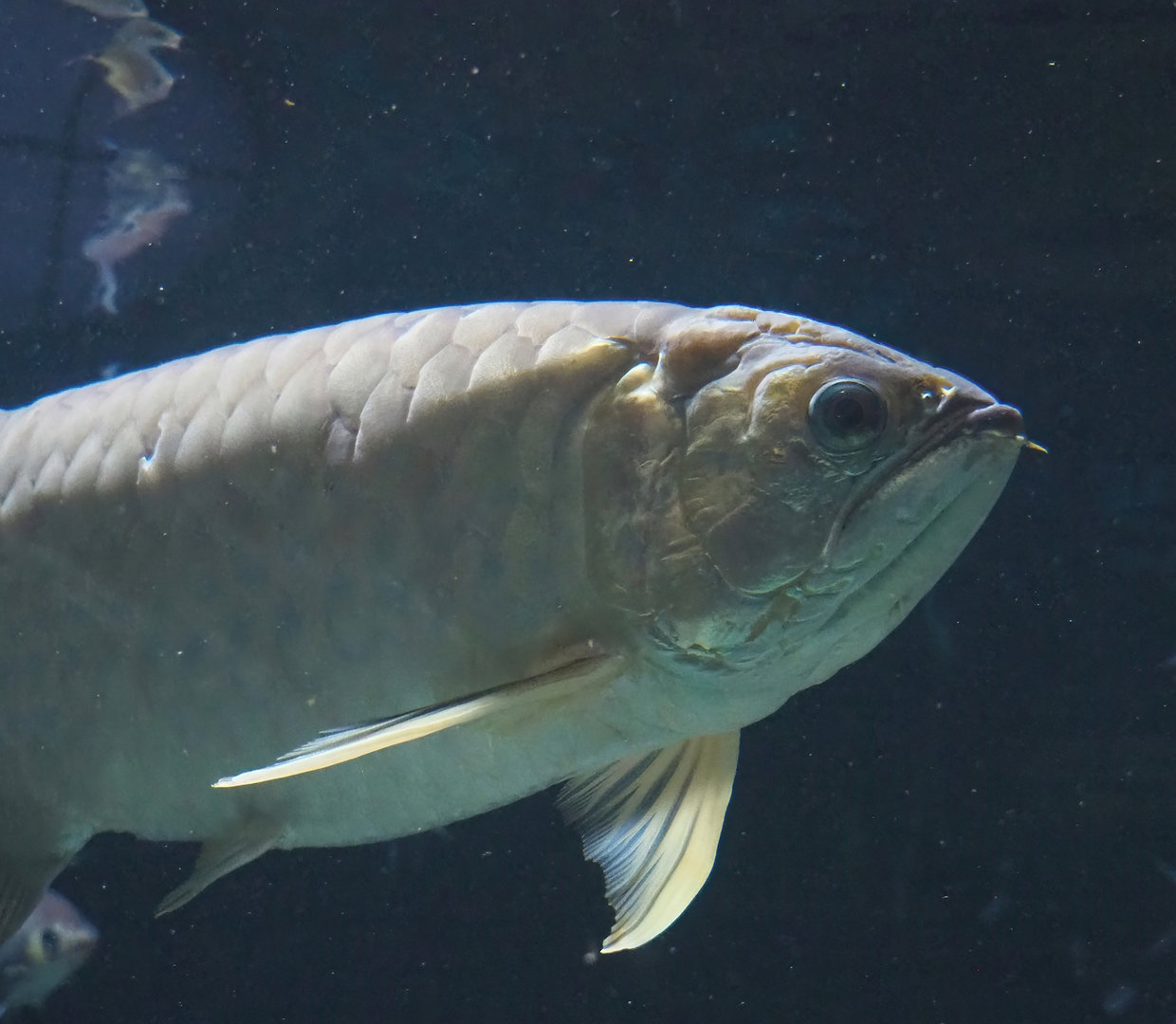 Asian bonytongue (Scleropages formosus), 2022-08-16