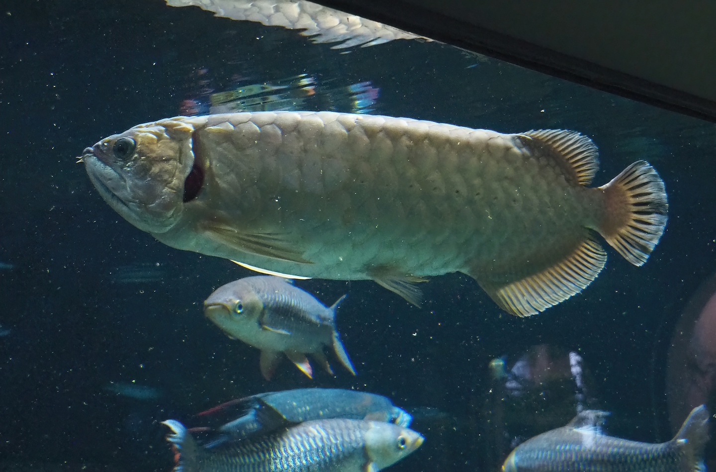 Asian bonytongue (Scleropages formosus), 2022-09-04