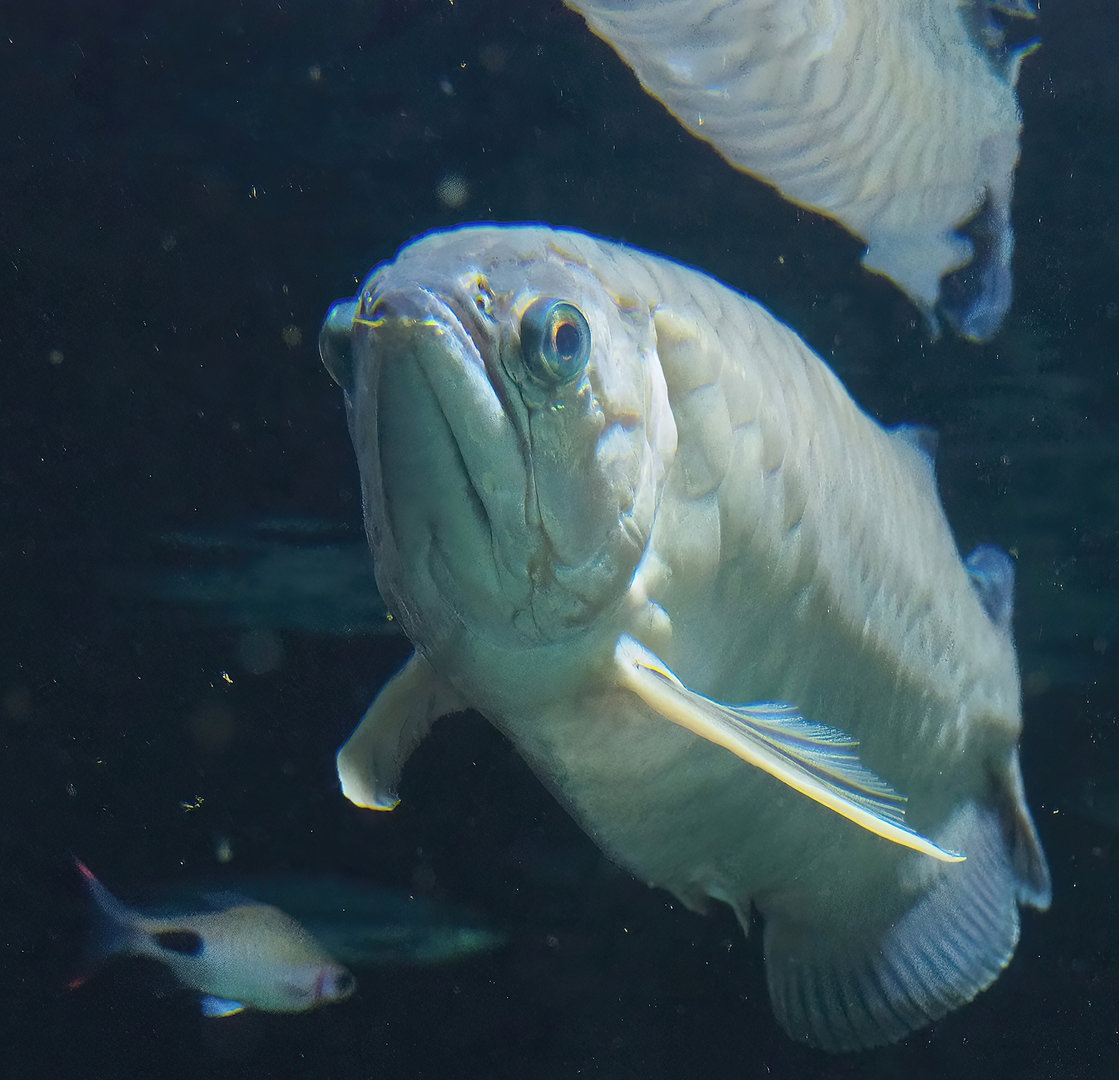 Asian bonytongue (Scleropages formosus), 2022-10-29