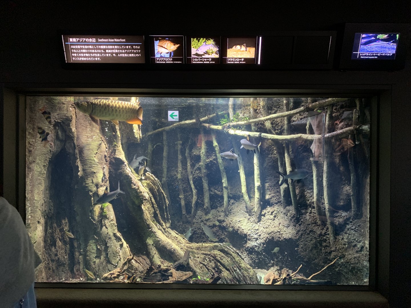 Asian Bonytongue Tank