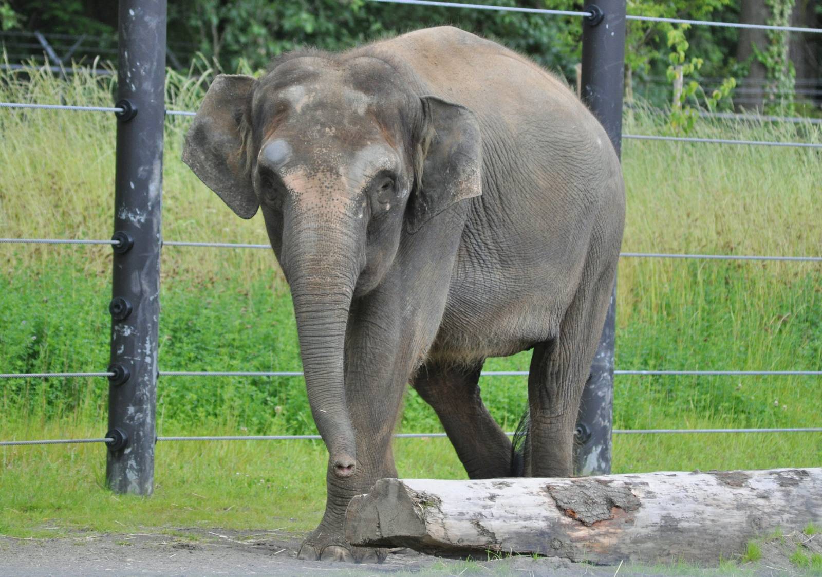 Asian (Borneo Subspecies) Elephant
