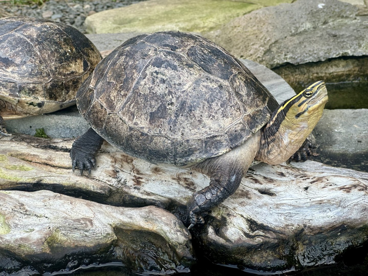Asian box turtle (Cuora amboinensis)