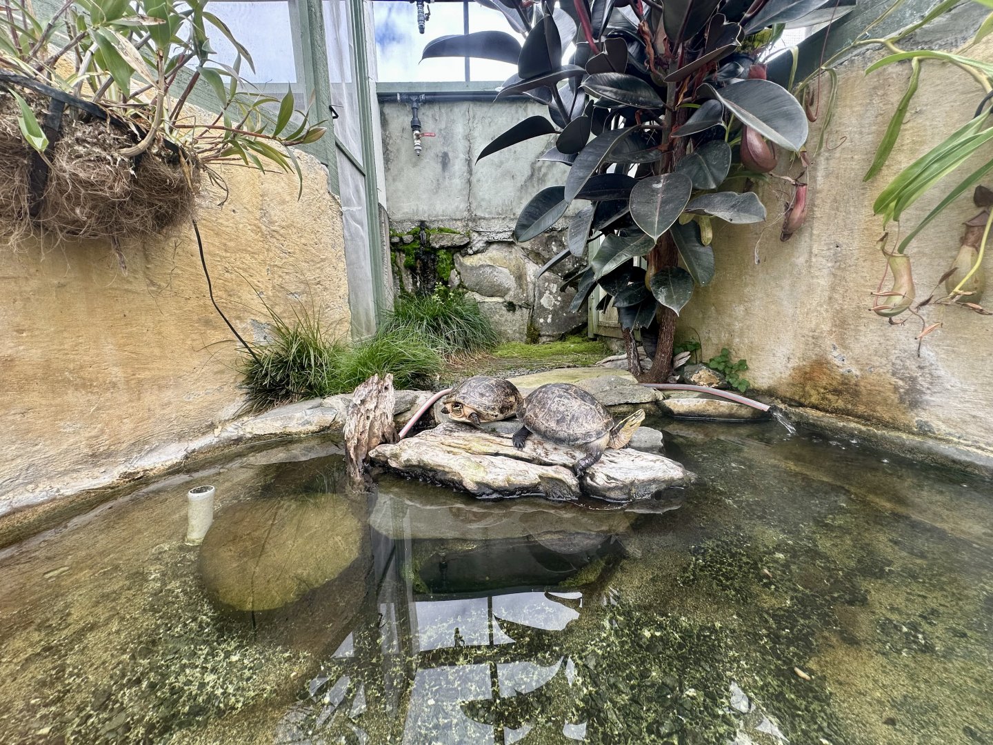 Asian Box Turtle Exhibit